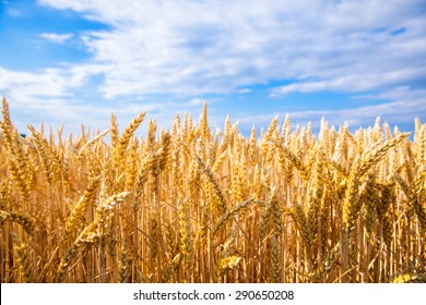 Golden Field Of Wheat And Blue Sky Above