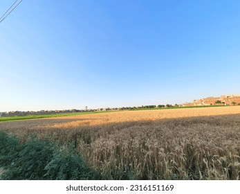 Golden fields with sunlight, blue sky and shadow, Sunny Day Pic, Landscape background pic