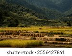 Golden fields of Uttarakhand during paddy season—where the earth hums with life and farmers