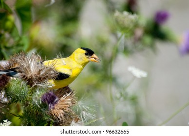 Golden Finch