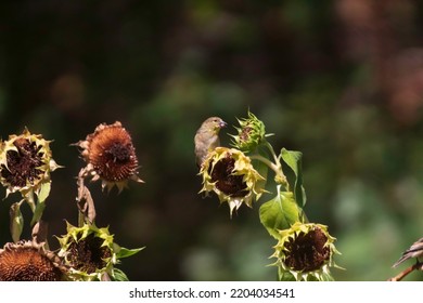 A Golden Finch Feeding On A Sunflower