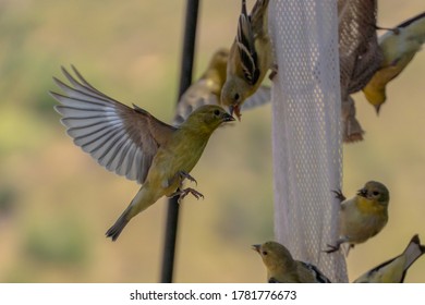 Golden Finch Landing To Eat