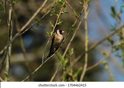 Golden Finch Looking At The Branch