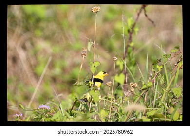 Golden Finch Perched In Vegetation 