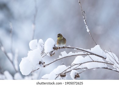 Golden Finch In Snow Winter