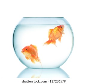 19,946 Gold fish water tank Stock Photos, Images & Photography ...