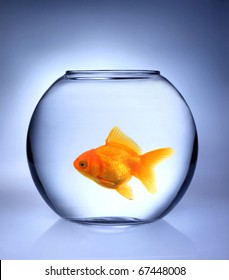 GOlden Fish In Bowl Aquarium