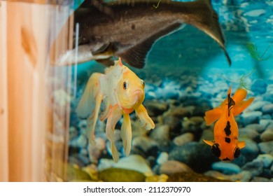 a golden fish, a catfish swim away, a goldfish with big telescopic eyes in the aquarium