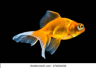 Golden Fish Images Stock Photos Vectors Shutterstock