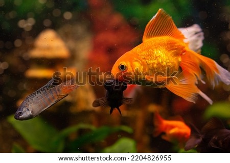 Golden fish and other fish in freshwater aquarium