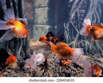 Golden Fishs In The Freshwater Fish Tank With The Coral, Tree And Pebble Decoration. Amazing Coral Reef In Aquarium. Colourful Lionhead Goldfish With Plants In Fish Tank. 