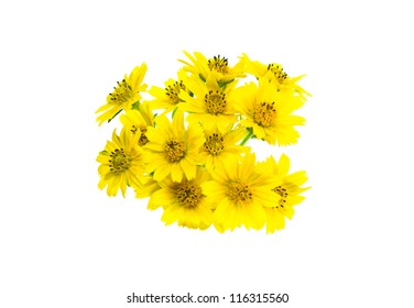 43,497 Golden daisy Images, Stock Photos & Vectors | Shutterstock