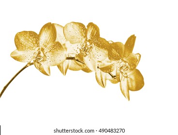 Golden Flower. Golden Flowers. Gold. Flowers.