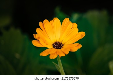 Golden Flower And Green Blured Background