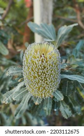 Golden Flower Head And Grey Green Leaves Of The Australian Native Old Man Banksia, Banksia Serrata, Family Proteaceae, Growing In Dublin, Ireland.