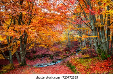 Automne Foret High Res Stock Images Shutterstock