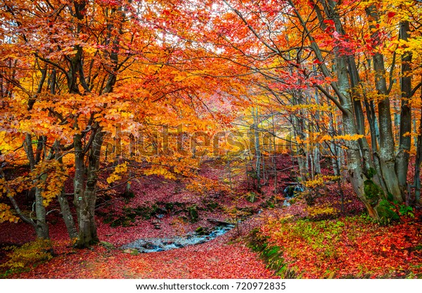 79 Papier peint Feuilles de l'automne forêt arbres arbre ce Forest automne Liwwing No