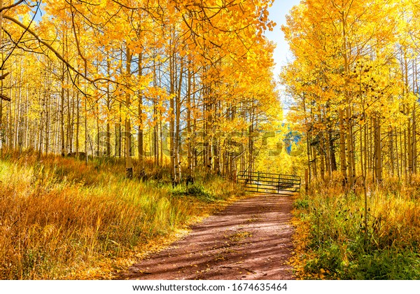 Golden forest landscape in Aspen, Colorado maroon\
bells mountains in October 2019 and vibrant trees foliage autumn\
with dirt road