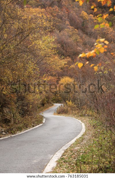 golden forest and road of plateau in late autumn,\
Sichuan Province, China
