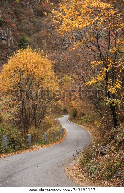 golden forest and road of plateau in late autumn,\
Sichuan Province, China