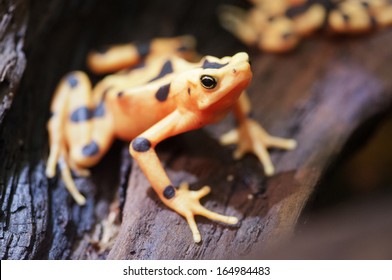  Golden Frog