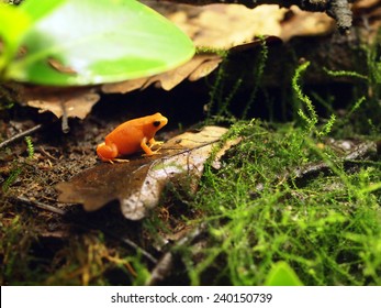 Golden Frog