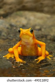 Golden Frog