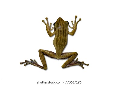 Grenouille Qui Saute Images Photos Et Images Vectorielles De Stock Shutterstock