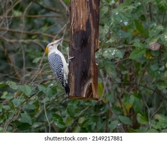 Golden Fronted Woodpecker Feeding On Post