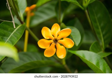 Golden Gardenia Among Green Leaves