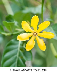 Golden Gardenia Flower