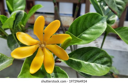 Golden Gardenia And Green Leaves