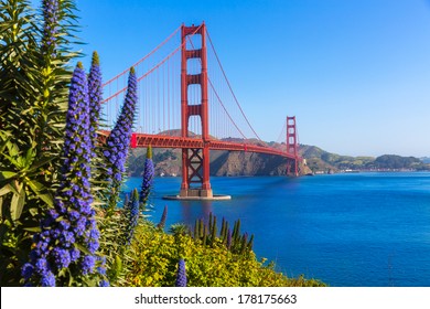 Golden Gate Bridge San Francisco purple flowers Echium candicans in California