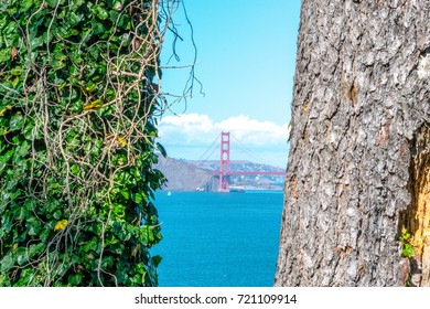 Golden Gate Bridge View Inside Famed Trees San Francisco