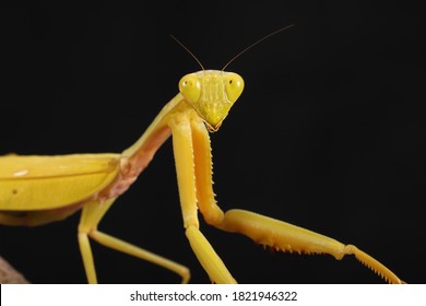 401 Golden mantis Images, Stock Photos & Vectors | Shutterstock