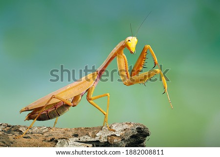 Golden giant mantis perched on a wooden branch.