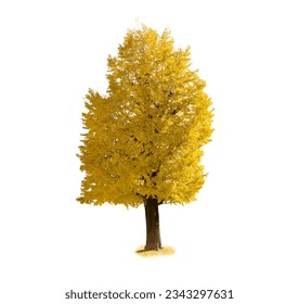 Golden Ginkgo biloba Tree in Autumn season isolated on white background