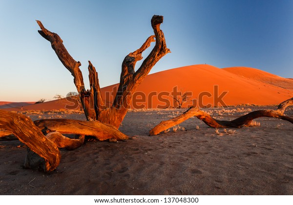 Golden glow of morning light bathes red sand dunes\
and weathered scrub tree trunks in Namibian desert foreground. This\
desert is the oldest in the world completely devoid of surface\
water.