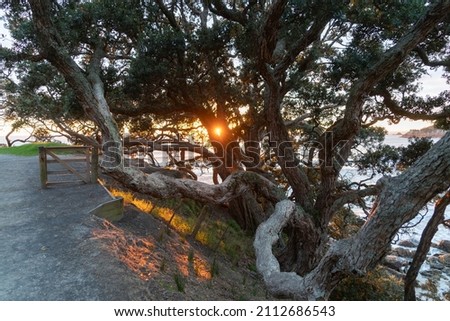 Golden glow of sunrise over distant horizon through  pohutukawa foliage and long branches in silhouette on Mount Maunganui.