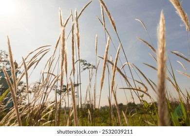 golden glowing grass reflecting the sun light. backlit grass - Powered by Shutterstock