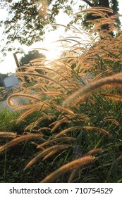 Golden grass