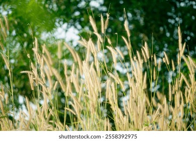 Golden grass blades gently sway in the breeze, illuminated by warm sunlight, creating a serene and tranquil atmosphere in a lush outdoor environment. - Powered by Shutterstock