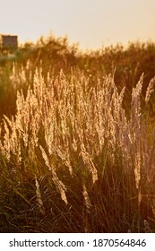 golden grass in the rays of the setting sun