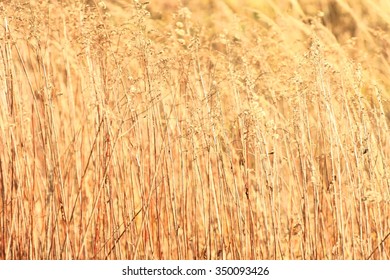 Golden Grass Textures Stock Photo 350093426 