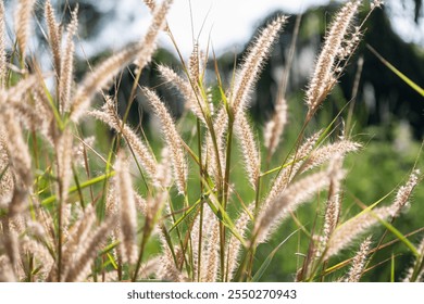 Golden grasses swaying natural field close-up photography sunlit environment nature's beauty - Powered by Shutterstock