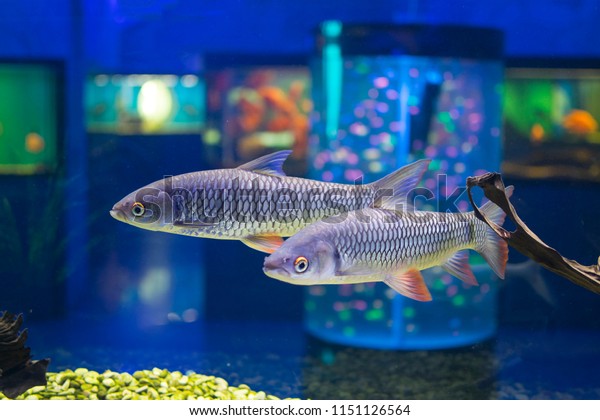 fishstop aquarium & pet supplies