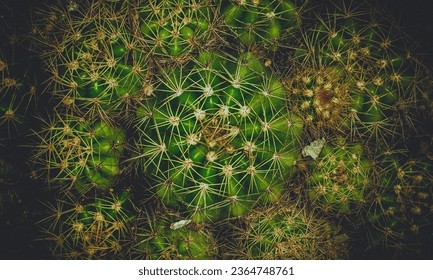 golden green cactus group indoor plants  - Shutterstock ID 2364748761