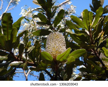 Golden growing saw banksia fruit growing in Blue Mountains National Park - NSW - Shutterstock ID 1306203043