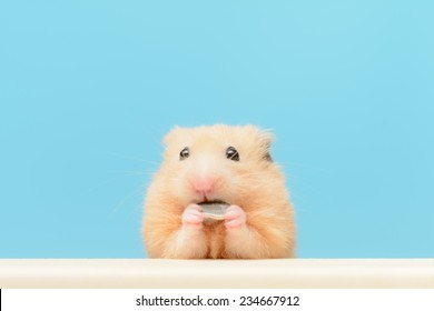 ハムスター の画像 写真素材 ベクター画像 Shutterstock