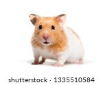 Golden Hamster in front of white background
